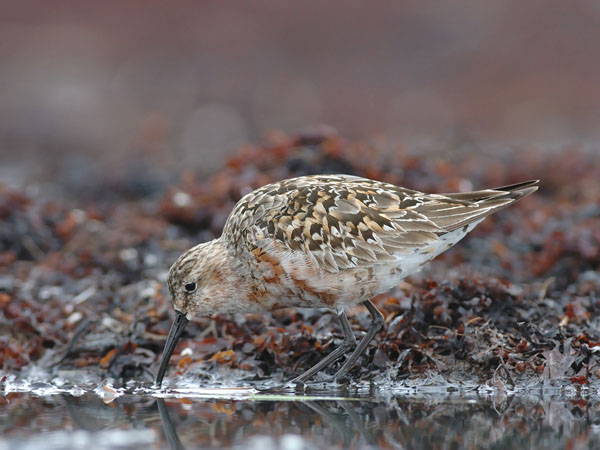 Kuovisirri, Curlew Sandpiper, Calidris ferruginea